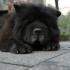 TOP 10 Best Dog Breeds For Cuddling