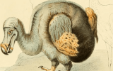 TOP 10 mysterious Facts About The Dodo Bird