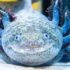 TOP 15 Best Pet Gecko Types for Reptile Lovers