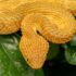 Bearded Dragon Basics A Complete Care Guide for Beginners