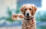 TOP 6 Dog Breeds That Are Retrievers