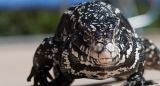 Tegu lizard price, things to consider before buying