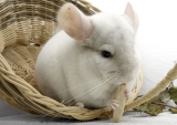 Top 10 Mind blowing facts about chinchillas