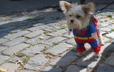 Top 10 dog breeds with superpowers you won’t believe