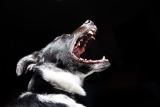 Top 10 dog breeds with the strongest jaw can crush your bones