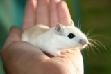 Top 10 facts about Gerbils you didn’t know