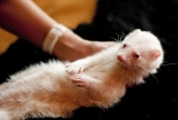Top 10 facts about ferrets you didn’t know