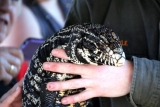 Top 10 facts about the Tegu Lizard you didn’t know