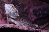 Top 10 facts about the bearded dragon that will shock you
