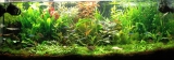 Types of substrate for freshwater aquarium