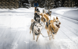 Why don’t sled dogs ever get tired