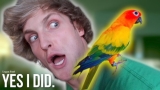 Why the maverick Logan Paul bird is so famous