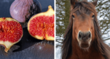 can horses eat figs? you will be surprised