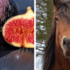African spurred tortoise food list: Best and Worst Choices