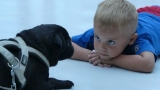 Dogs for autistic child that will surprise you