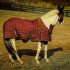How much does a thoroughbred horse cost