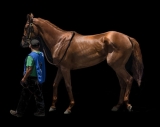 How much does a thoroughbred horse cost