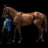 how much does an Arabian horse cost