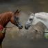 How much does a thoroughbred horse cost
