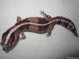 leopard gecko African fat tail hybrid