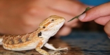 vegetables for bearded dragon, what you should know