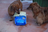 where is blue buffalo dog food made, you won’t guess