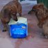 wellness core dog food recall, be aware of this